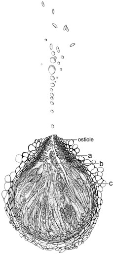 Illustration of a fungus